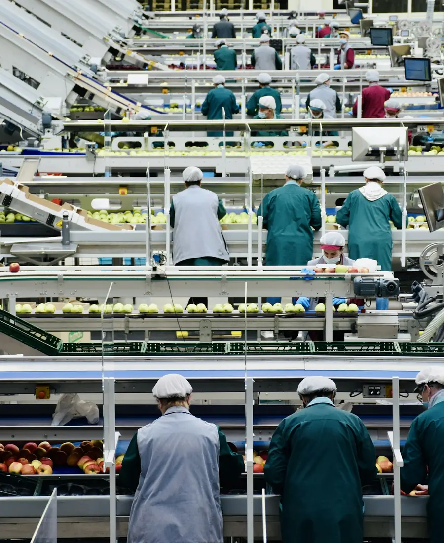 Работници на линии за сортиране на плодове в голям цех