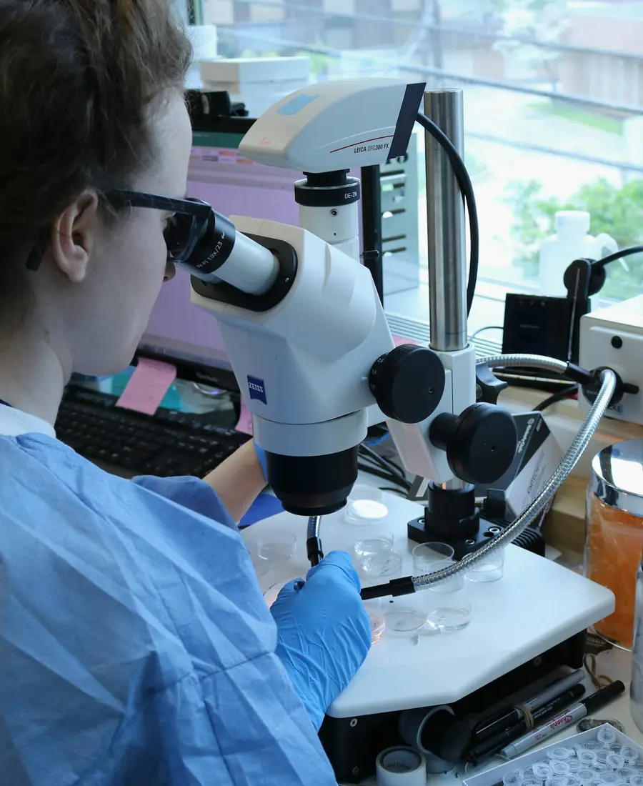 Laboratory technician in blue workwear using a microscope